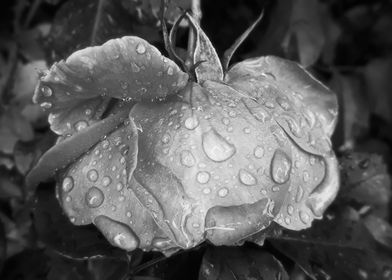 Black and white rose