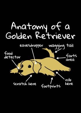 Golden Retriever Anatomy 