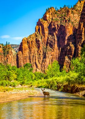 A Mule Deer at Zion Park