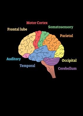 Brain Diagram Neurology