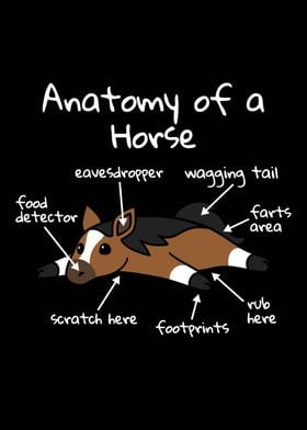 Anatomy Of A Horse