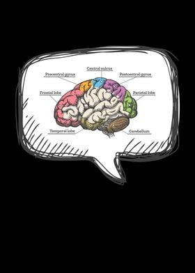 Diagram Brain Neurology