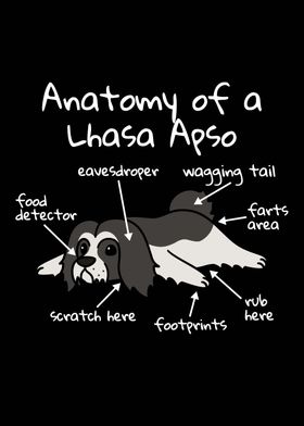 Anatomy Of A Lhasa Apso 