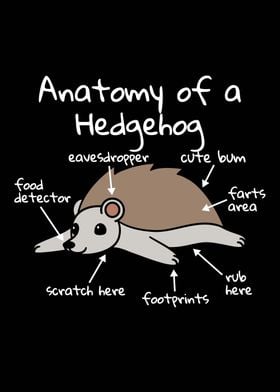 Anatomy Of A Hedgehog