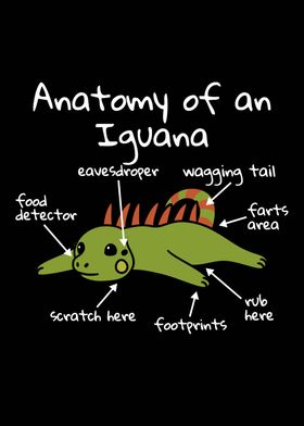 Anatomy Of An Iguana