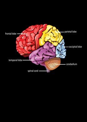 Neurology Diagram Brain