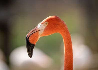 flamingo