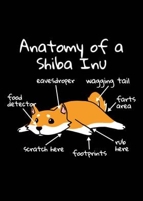 Anatomy Of A Shiba Inu