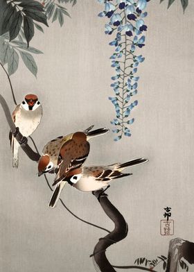 Ring sparrows at wisteria 