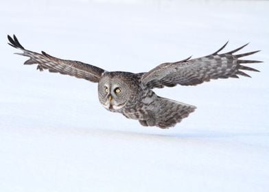 Great Gray Owl in flight