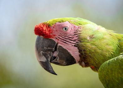 parrot