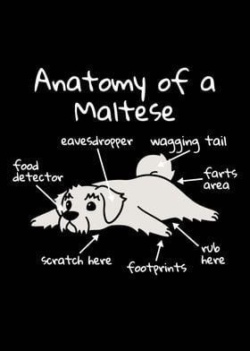 Anatomy Of A Maltese