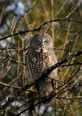 Watcher in the woods