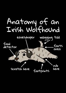 Irish Wolfhound Anatomy 