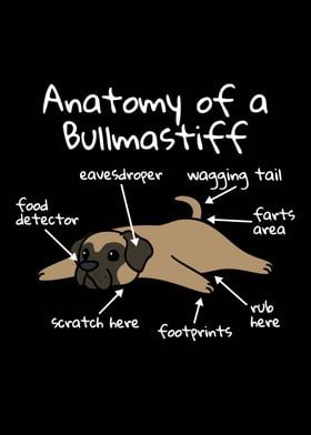 Anatomy Of A Bullmastiff