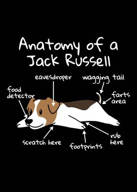 Jack Russell Anatomy