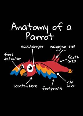 Anatomy Of A Parrot