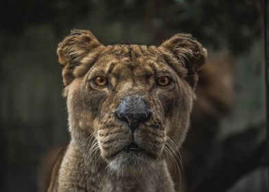 Lioness photo in detail