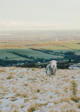 reedsheep