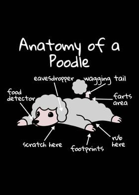 Anatomy Of A Poodle