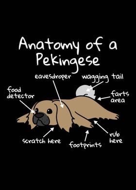 Anatomy Of A Pekingese