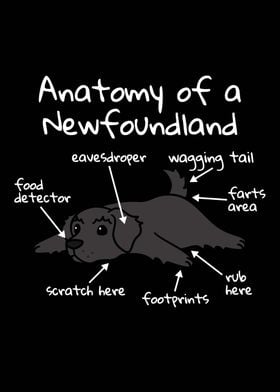 Newfoundland Dog Anatomy 