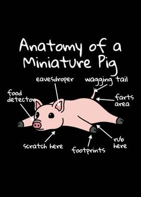 Anatomy Of A Mini Pig