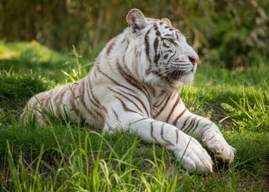 White tiger lying in grass