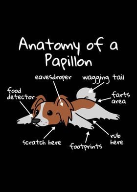 Anatomy Of A Papillon