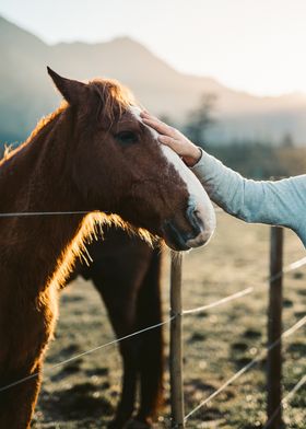 horse cute