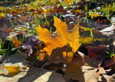 Autumn leaf in the sun