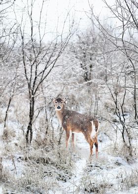 snow deer