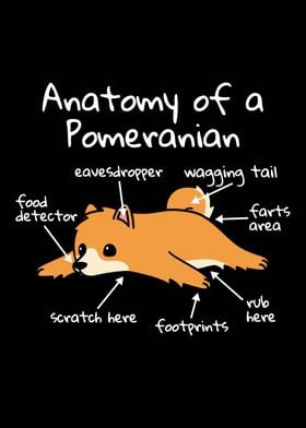 Anatomy Of A Poodle