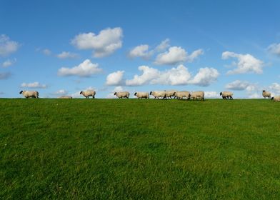 sheep window