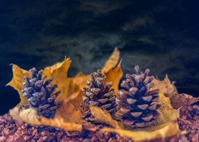 Pinecones in Autumn