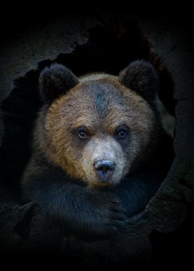 Bear cub in tree trunk
