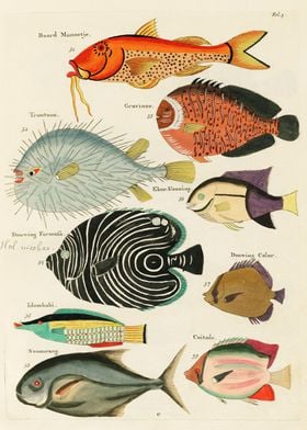 fishes illustrations 