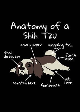 Anatomy Of A Shih Tzu