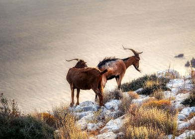 goat and nature