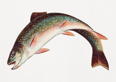 Leaping Brook Trout fish