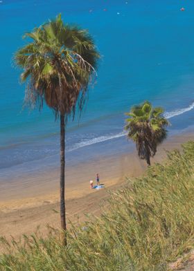 Two palms by the beach