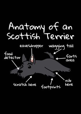 Scottish Terrier Anatomy 