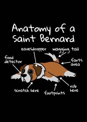 Anatomy Of A Saint Bernard