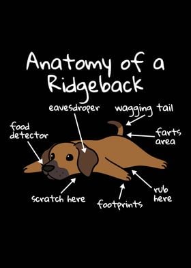 Rhodesian Dog Anatomy