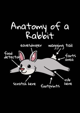 Anatomy Of A Rabbit