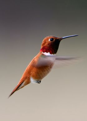 hummingbird orange