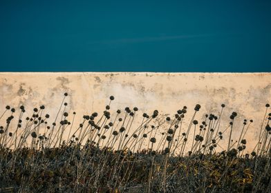 Dried Flowers II