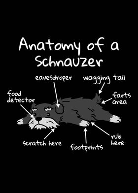 Anatomy Of A Schnauzer