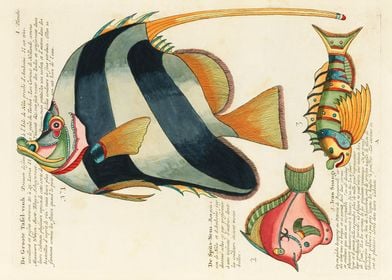 illustrations of fishes