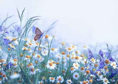 Butterfly and Chamomile